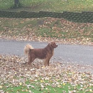 Meet your Posher, Troy